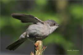 <p>PĚNICE POKŘOVNÍ (Sylvia curruca) /Lesser whitethroat - Klappergrasmücke/</p>